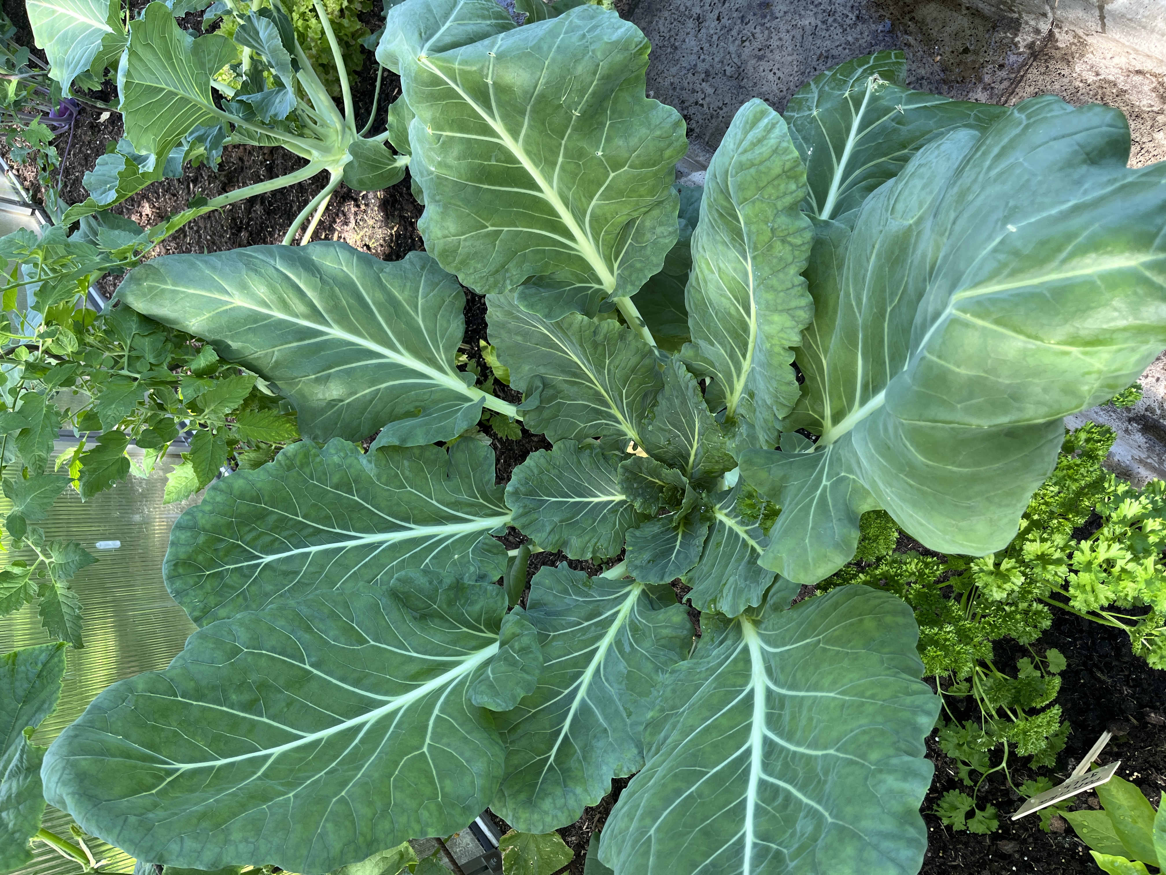 kohlrabi.jpeg