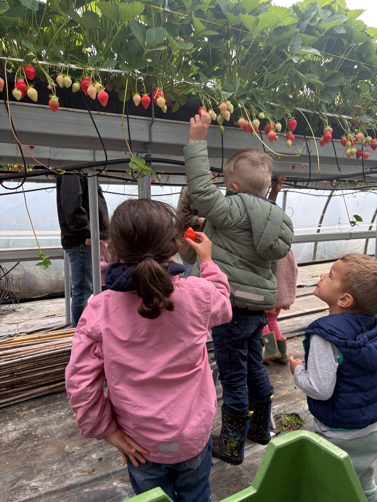 erdbeeren.jpg