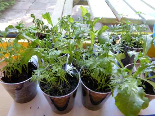 kraeutergarten.jpg
