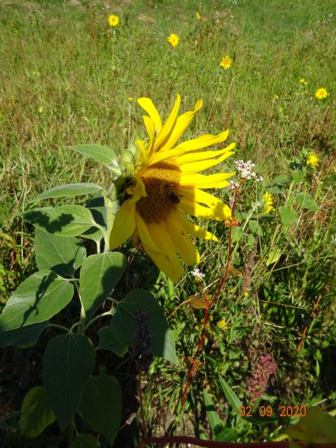 sonnenblume.jpg